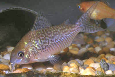 Corydoras sodalis